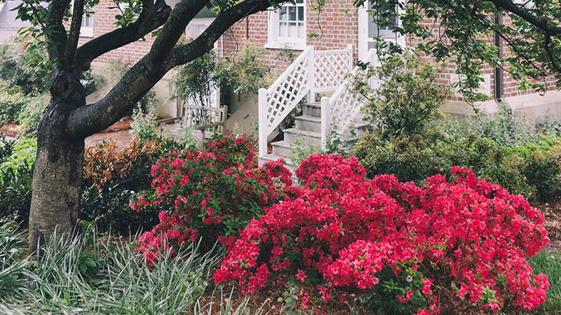 Photo of azaleas outside school building